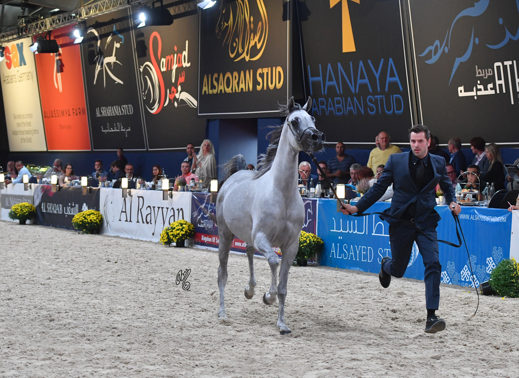 Filly Silver Champion Malikat: Al Moluk (Mameluk X Asalat Al Hala)