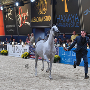 Filly Silver Champion Malikat: Al Moluk (Mameluk X Asalat Al Hala)