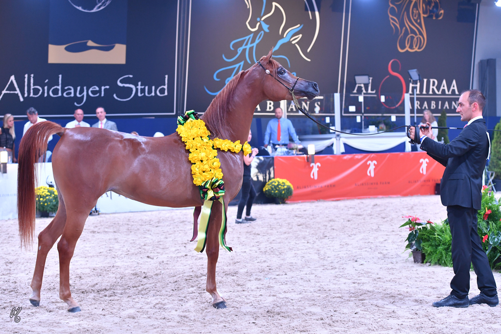 Filly Bronze Champion: Bint Seduction HBV (WH Justice X Seduction HBV)