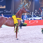 Filly Bronze Champion: Bint Seduction HBV (WH Justice X Seduction HBV)