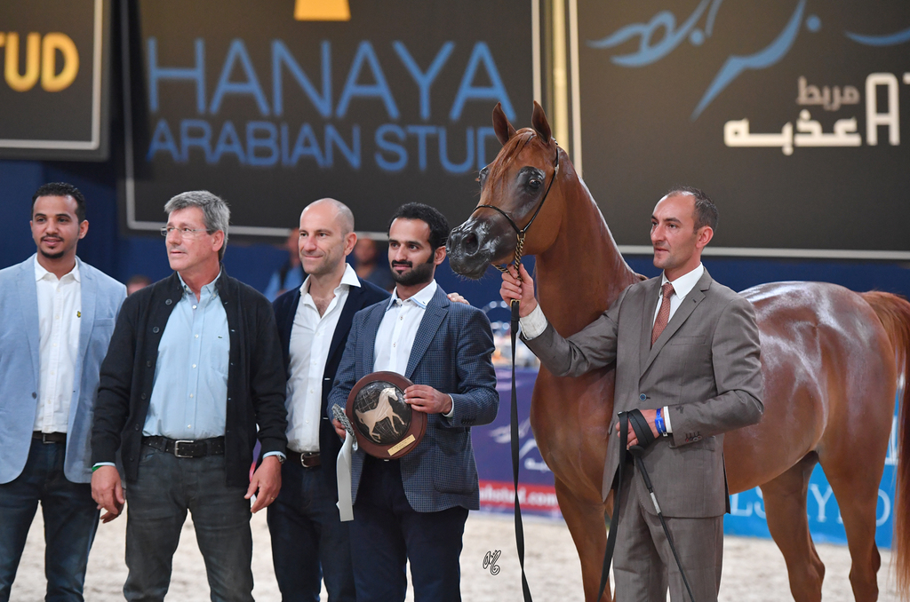 Filly Bronze Champion: Bint Seduction HBV (WH Justice X Seduction HBV)