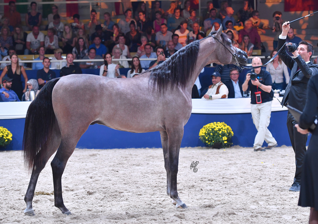 Yearling Colt Gold Champion: D Seraj (Fa El Rasheem X Ladi Veronika)