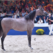 Yearling Colt Gold Champion: D Seraj (Fa El Rasheem X Ladi Veronika)