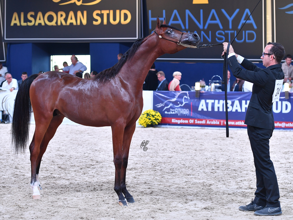 Yearling Colt Silver Champion: Pharoah HBV (Psyche HBV X RFI Sophie Almaktub)
