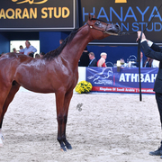 Yearling Colt Silver Champion: Pharoah HBV (Psyche HBV X RFI Sophie Almaktub)