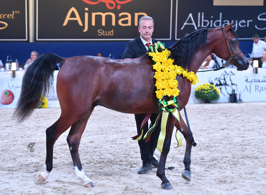 Yearling Colt Bronze Champion: Imhotep Rach (RHR Marcedes X Isis Rach)