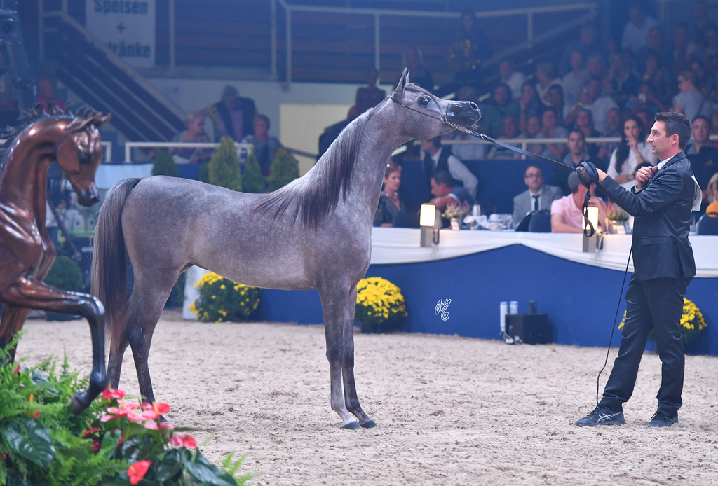 Yearling Filly Gold Champion: D Ajayeb (RFI Farid X Ladi Veronika)