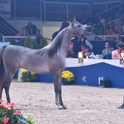 Yearling Filly Gold Champion: D Ajayeb (RFI Farid X Ladi Veronika)