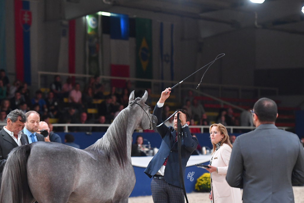 Yearling Filly Gold Champion: D Ajayeb (RFI Farid X Ladi Veronika)