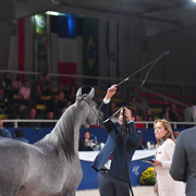 Yearling Filly Gold Champion: D Ajayeb (RFI Farid X Ladi Veronika)