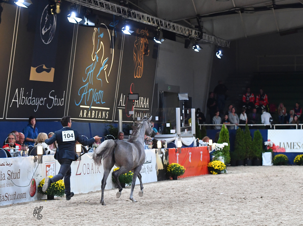 Yearling Filly Gold Champion: D Ajayeb (RFI Farid X Ladi Veronika)