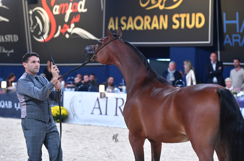 Yearling Filly Silver Champion: HDM Maria Apal (RFI Farid X WW Imania Apal)