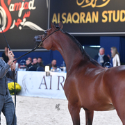 Yearling Filly Silver Champion: HDM Maria Apal (RFI Farid X WW Imania Apal)