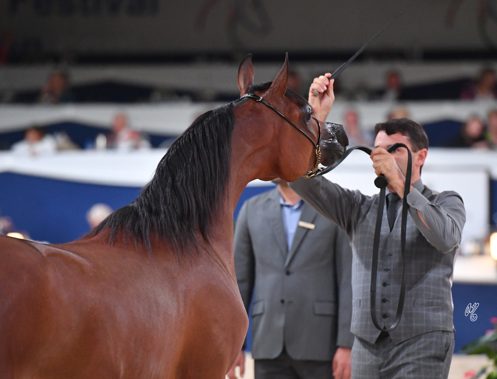 Yearling Filly Silver Champion: HDM Maria Apal (RFI Farid X WW Imania Apal)