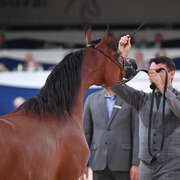 Yearling Filly Silver Champion: HDM Maria Apal (RFI Farid X WW Imania Apal)