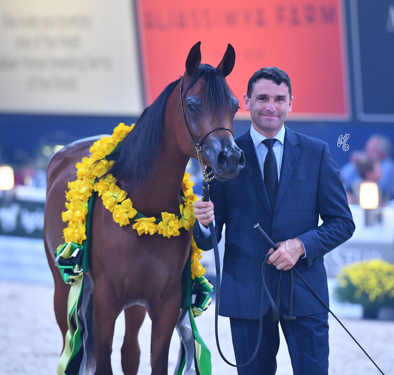 Yearling Filly Silver Champion: HDM Maria Apal (RFI Farid X WW Imania Apal)