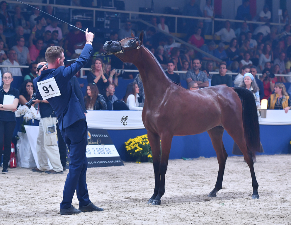 Yearling Filly Bronze Champion: Belladonna AT (Wadee Al Shaqab X Om El Bellatrix)