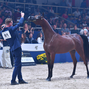 Yearling Filly Bronze Champion: Belladonna AT (Wadee Al Shaqab X Om El Bellatrix)