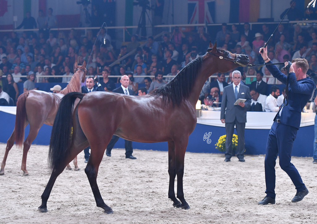 Yearling Filly Bronze Champion: Belladonna AT (Wadee Al Shaqab X Om El Bellatrix)