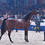 Yearling Filly Bronze Champion: Belladonna AT (Wadee Al Shaqab X Om El Bellatrix)