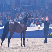 Gelding Gold Champion: Pistorius (EKS Alihandro X ZT Ludjteyna)