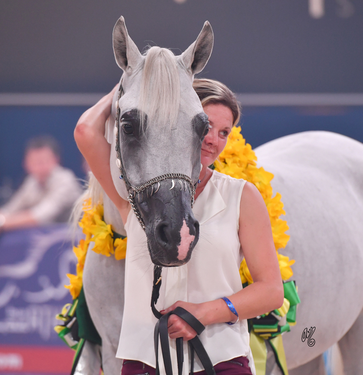 Gelding Silver Champion: El Emando (QR Marc X Emanda)