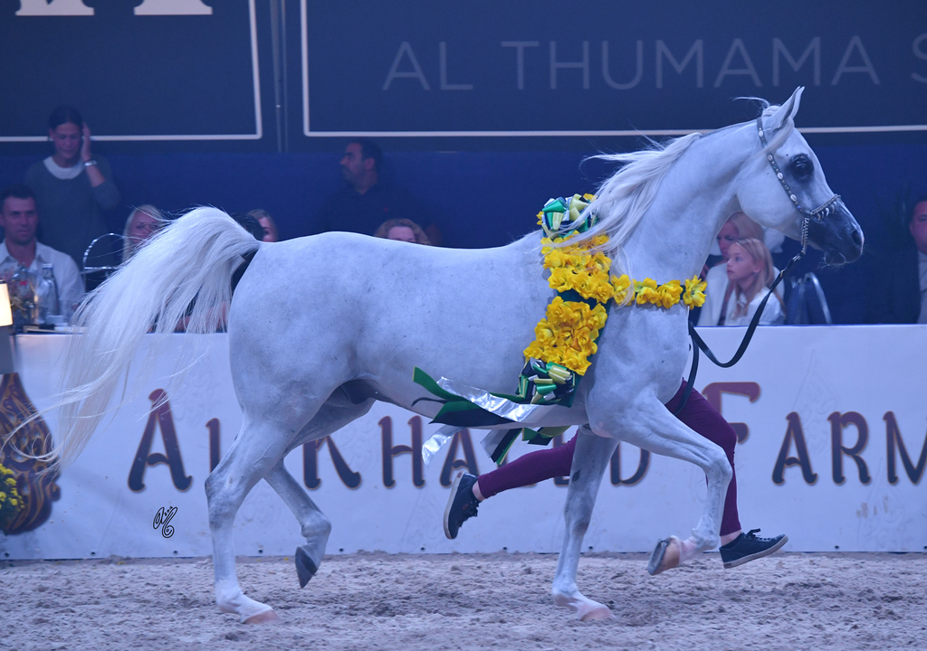 Gelding Silver Champion: El Emando (QR Marc X Emanda)