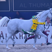 Gelding Silver Champion: El Emando (QR Marc X Emanda)