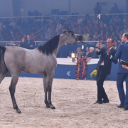 Gelding Bronze Champion: Nabeel Al Nasser (EKS Alihandro X Noof Al Nasser)