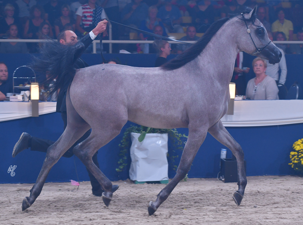 Gelding Bronze Champion: Nabeel Al Nasser (EKS Alihandro X Noof Al Nasser)