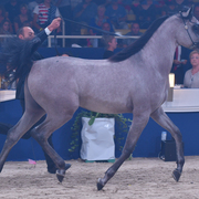 Gelding Bronze Champion: Nabeel Al Nasser (EKS Alihandro X Noof Al Nasser)