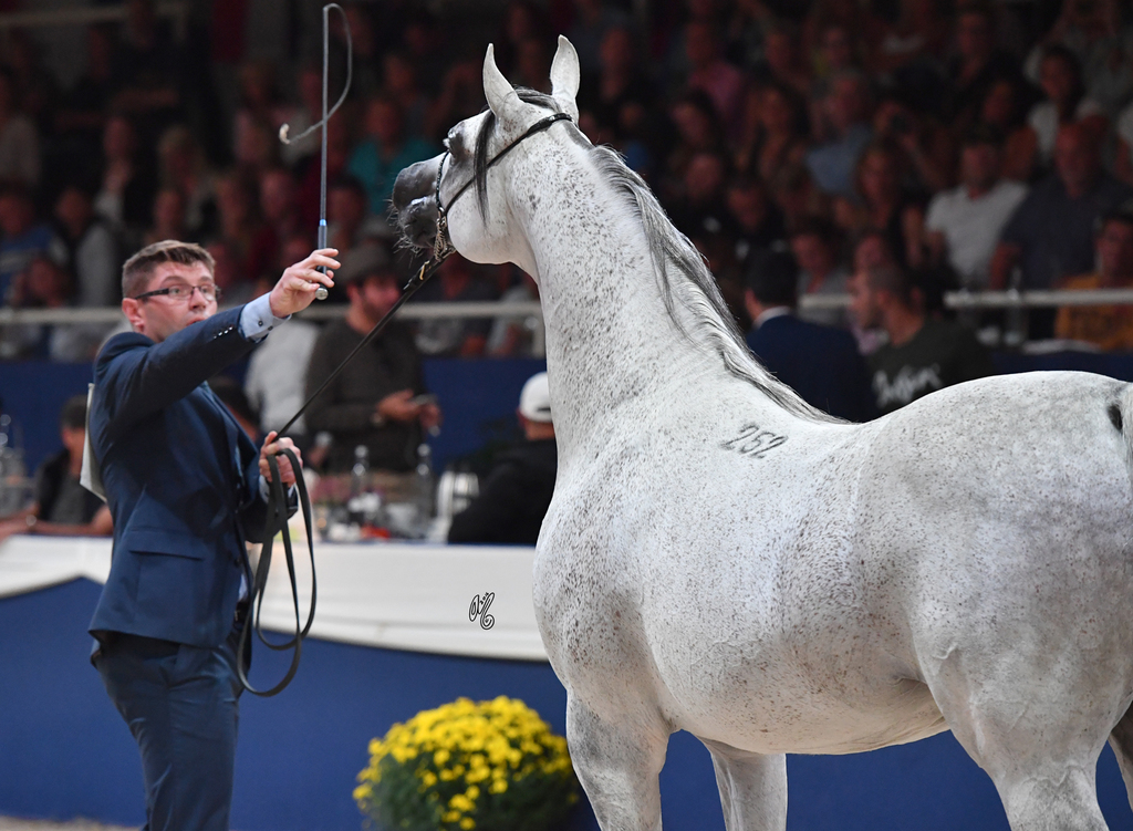 Stallions 7-10: WH York 