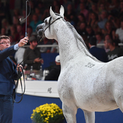 Stallions 7-10: WH York 