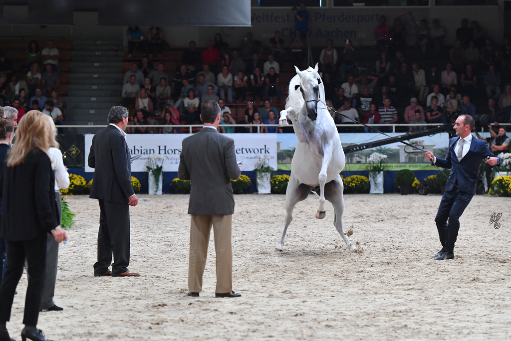 Stallions 7-10: WH York 