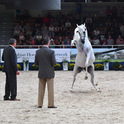 Stallions 7-10: WH York 