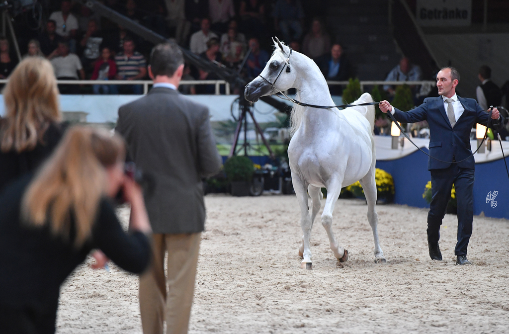 Stallions 7-10: WH York 