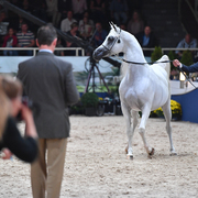 Stallions 7-10: WH York 