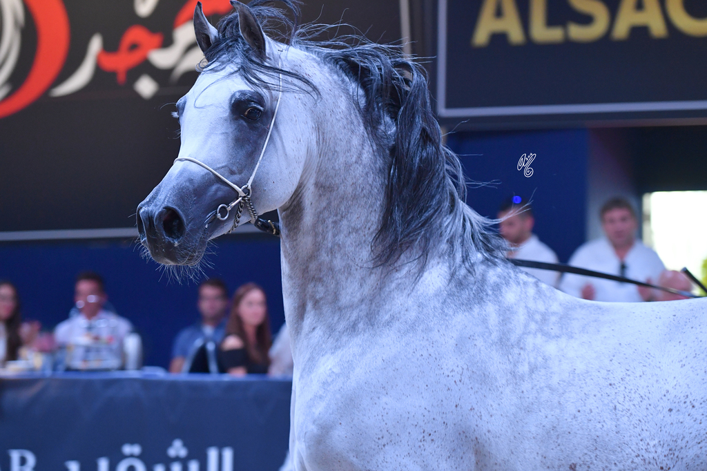 Stallions 11+: Psy Dream