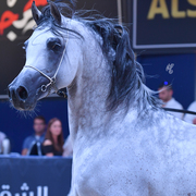 Stallions 11+: Psy Dream