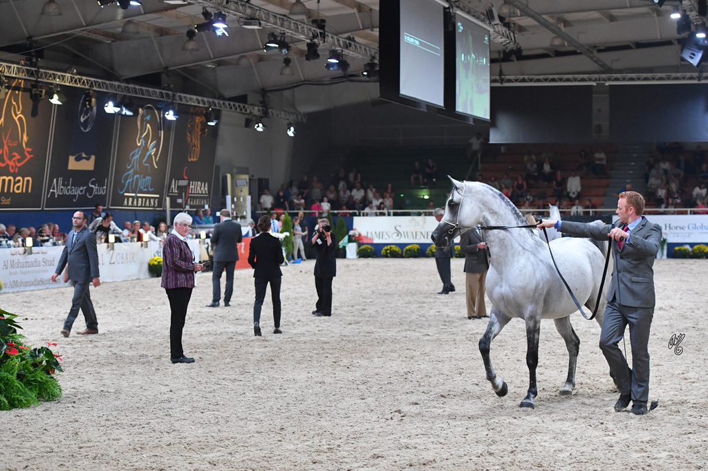 Stallions 11+: Psy Dream