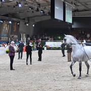 Stallions 11+: Psy Dream