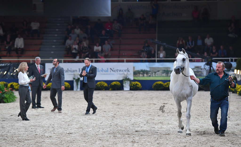 Stallions 11+: DG Maksus 