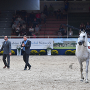 Stallions 11+: DG Maksus 