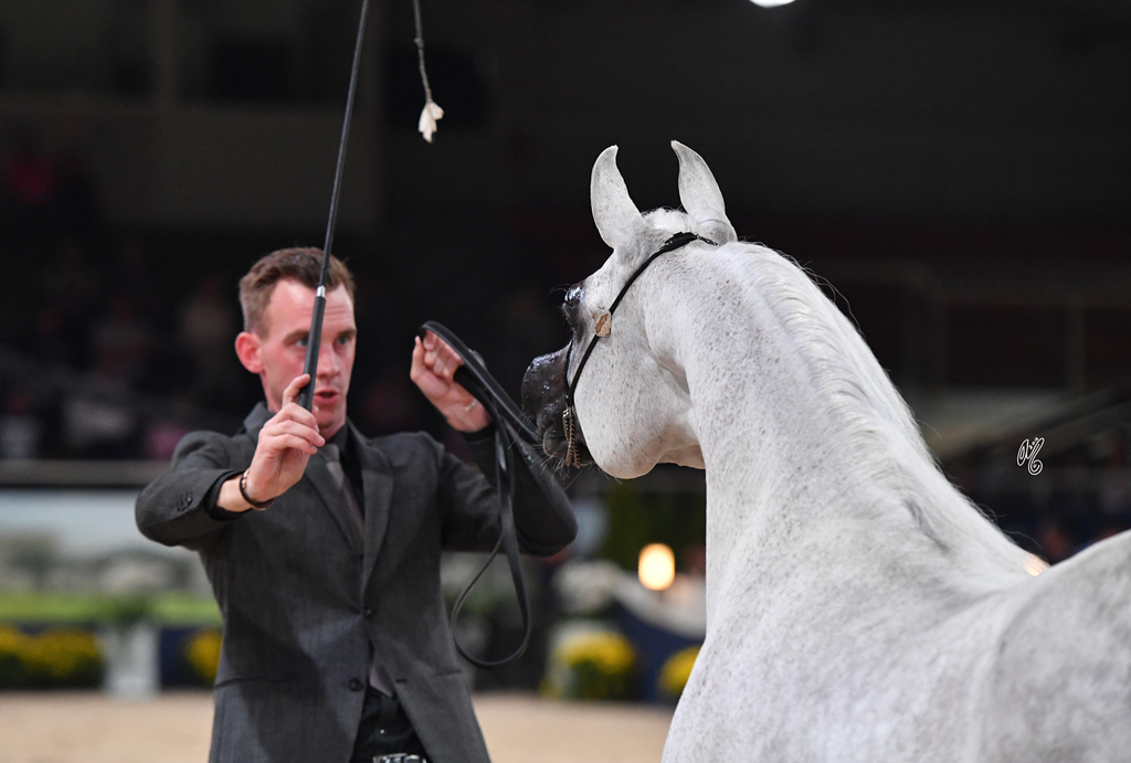 Mares 7-10: Al Inaya