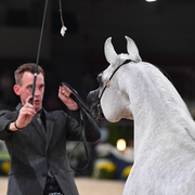 Mares 7-10: Al Inaya