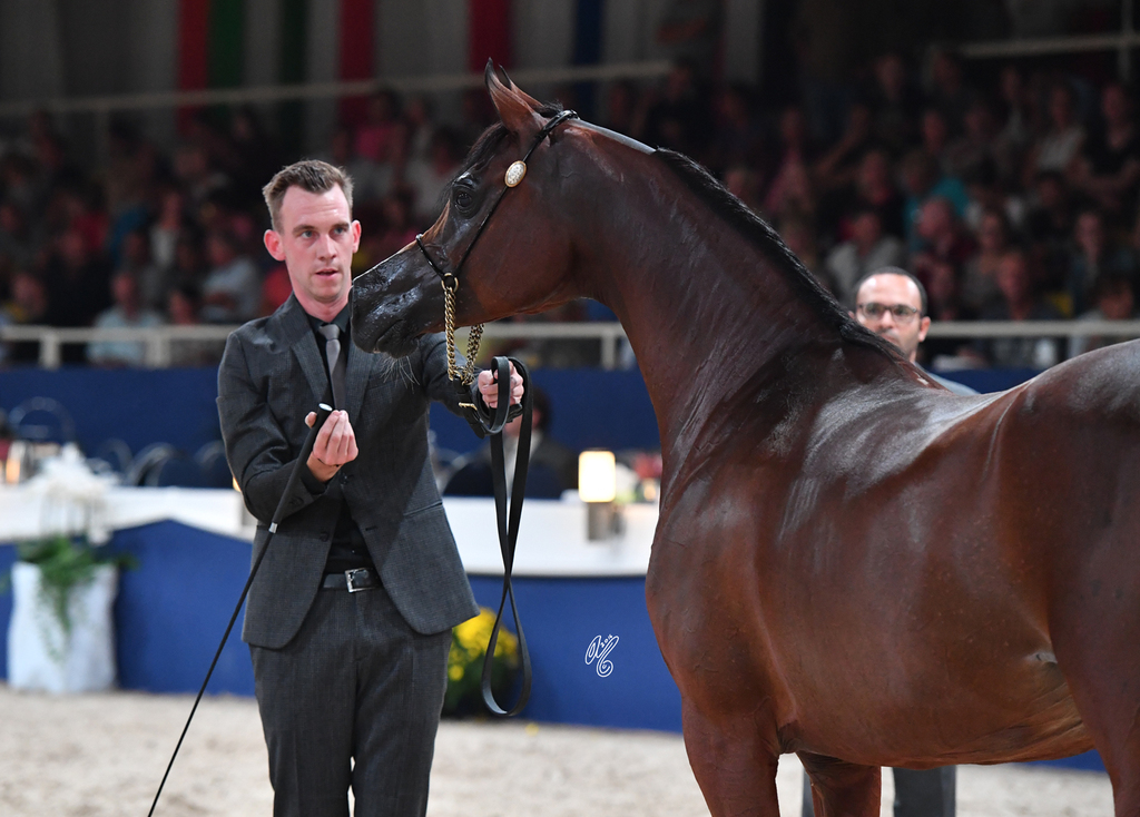  Mares 11+: Pandoraah