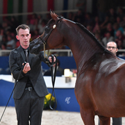  Mares 11+: Pandoraah