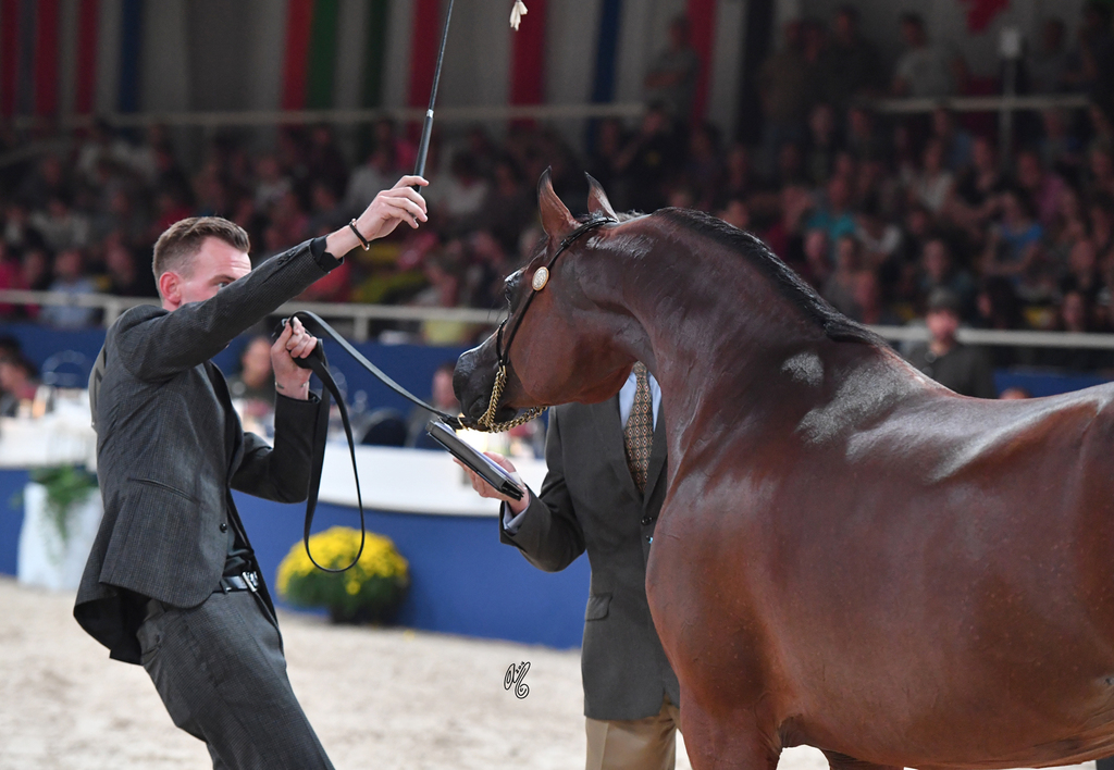  Mares 11+: Pandoraah