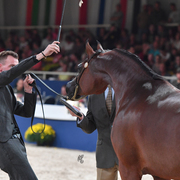  Mares 11+: Pandoraah