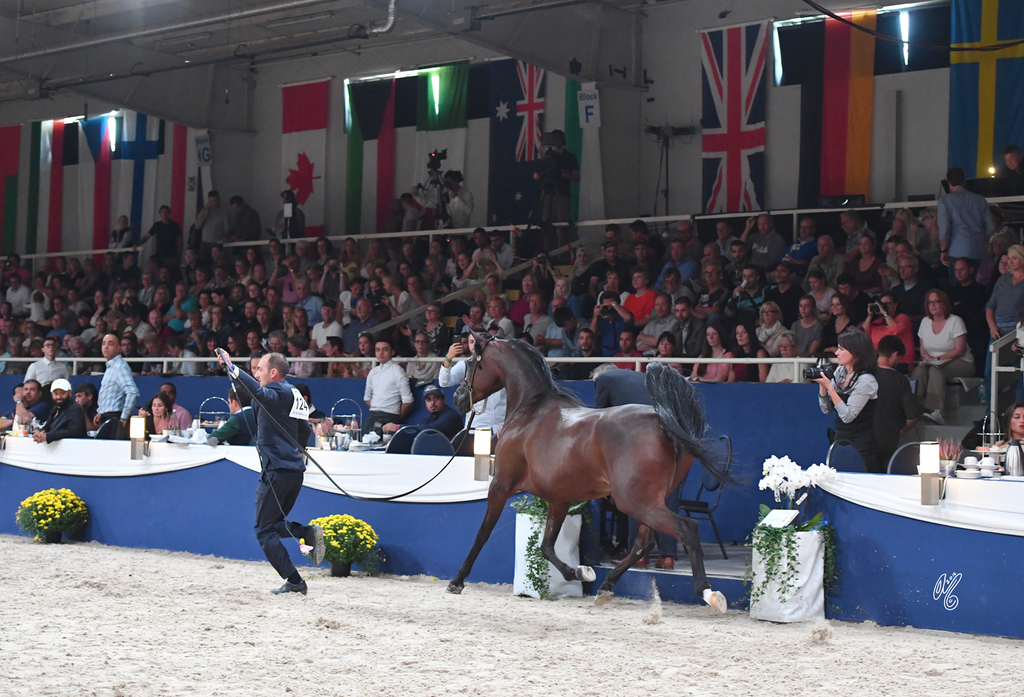 Mares 7-10: Wieza Marc'a 